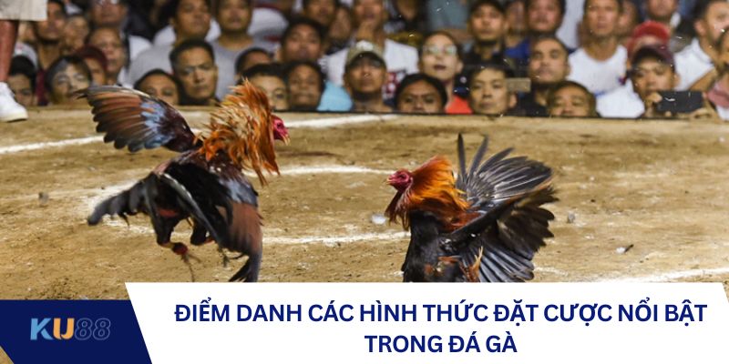 Điểm danh các hình thức đặt cược nổi bật trong đá gà